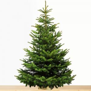 Sapin de noel nordmann sur buchette